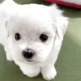 マルチーズ【福岡県・男の子・2025年2月27日・ホワイト】の写真4