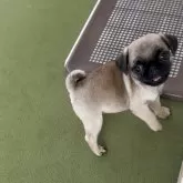 パグ【福岡県・女の子・2025年8月20日・フォーン】の写真4