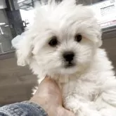 ペキプー(トイプードル×ペキニーズ)【福岡県・男の子・2025年8月12日・クリーム】の写真5