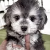 チワマル(マルチーズ×チワワ)【福岡県・男の子・2025年4月3日・ブラックアンドホワイト】の写真6