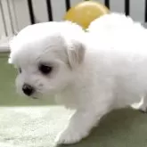 マルチーズ【福岡県・男の子・2025年2月27日・ホワイト】の写真6