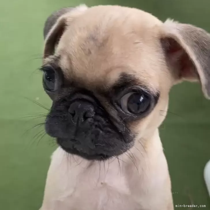 ID:2405-01482の子犬