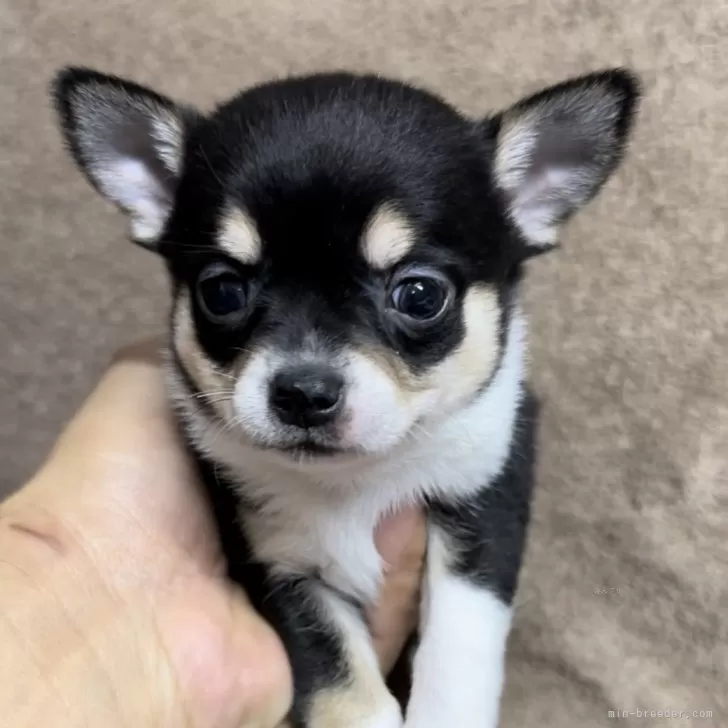ID:2401-00436の子犬