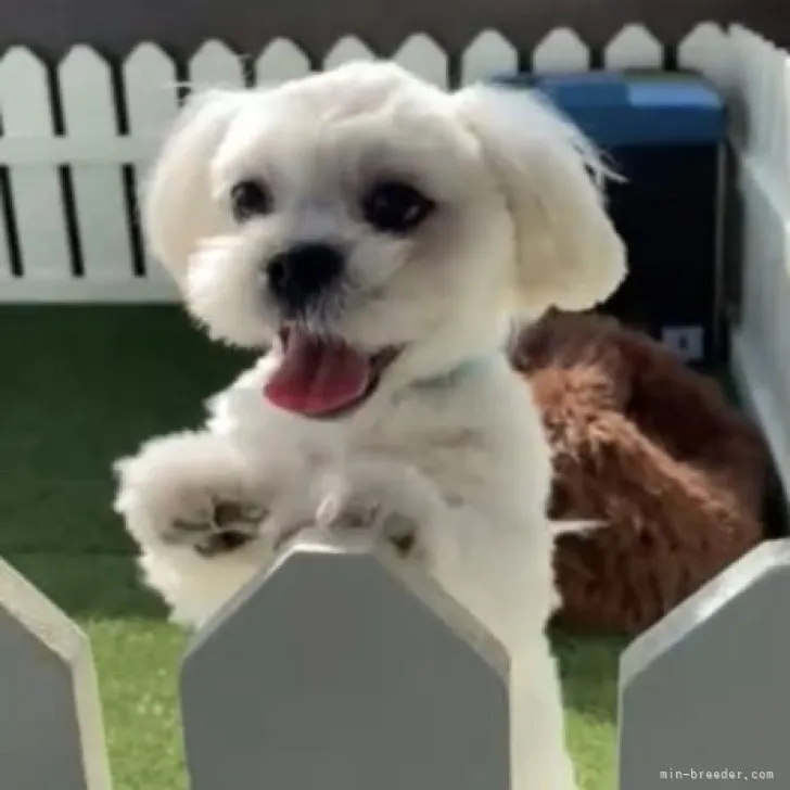 ID：2211-04282の子犬