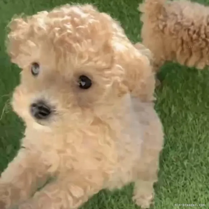 ID：2309-02743の子犬
