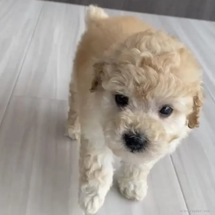 ID:2206-02412の子犬