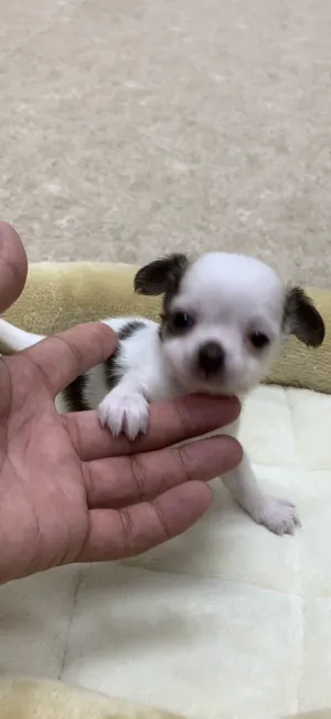ID:2204-02565の子犬
