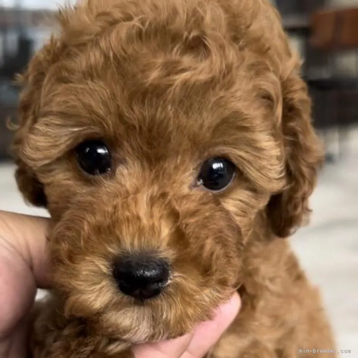 ID：2211-01309の子犬