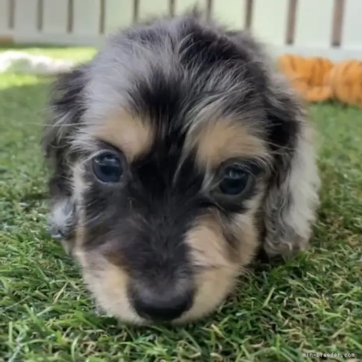 ID:2307-04267の子犬