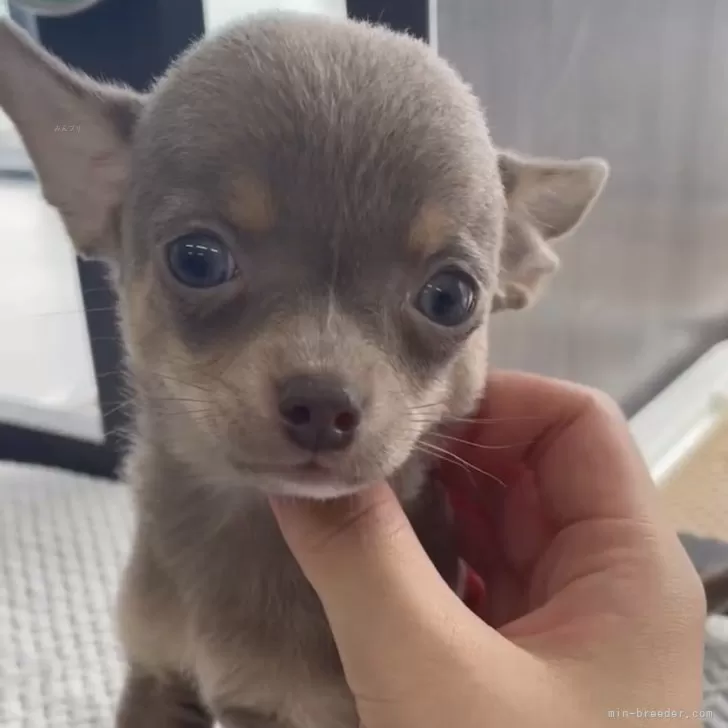 ID:2402-00892の子犬