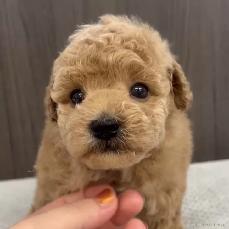 ID：2312-05183の子犬