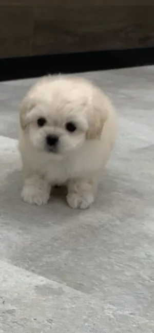 Y.O 様のお迎えした子犬