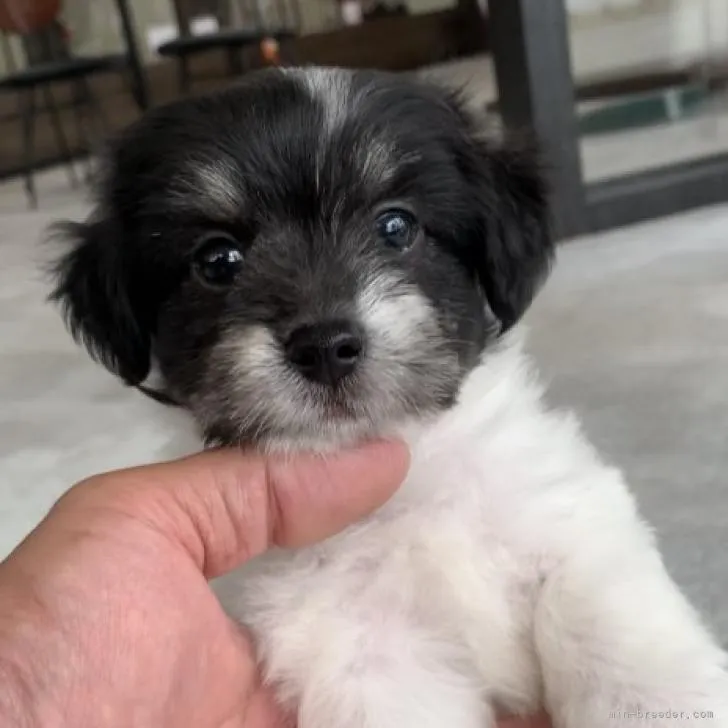ID：2207-04227の子犬