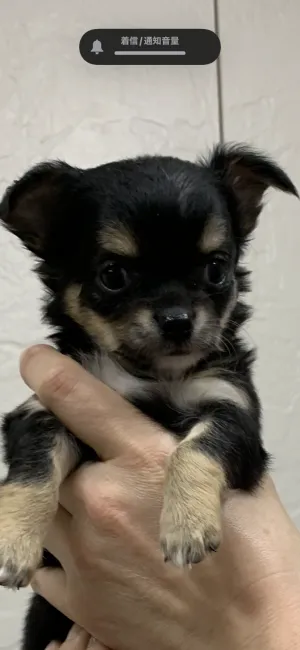 ID:2201-01370の子犬