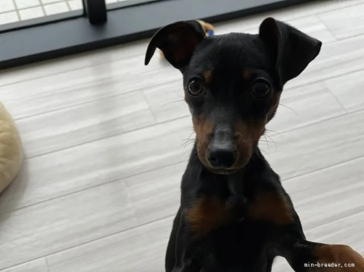 T.H 様のお迎えした子犬