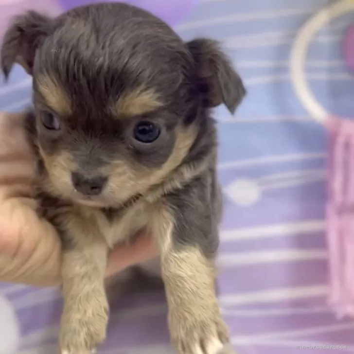 ID：2401-02719の子犬