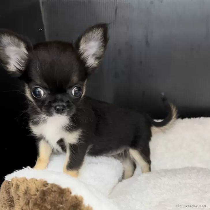ID:2406-04206の子犬