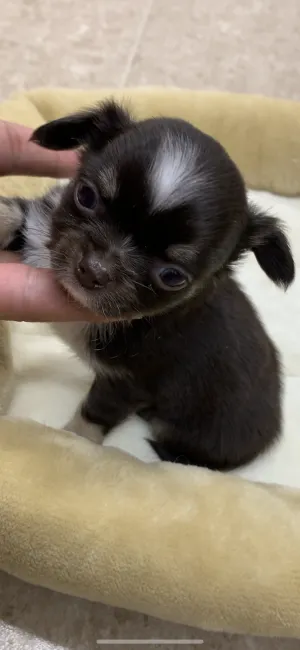 ID：2204-02570の子犬