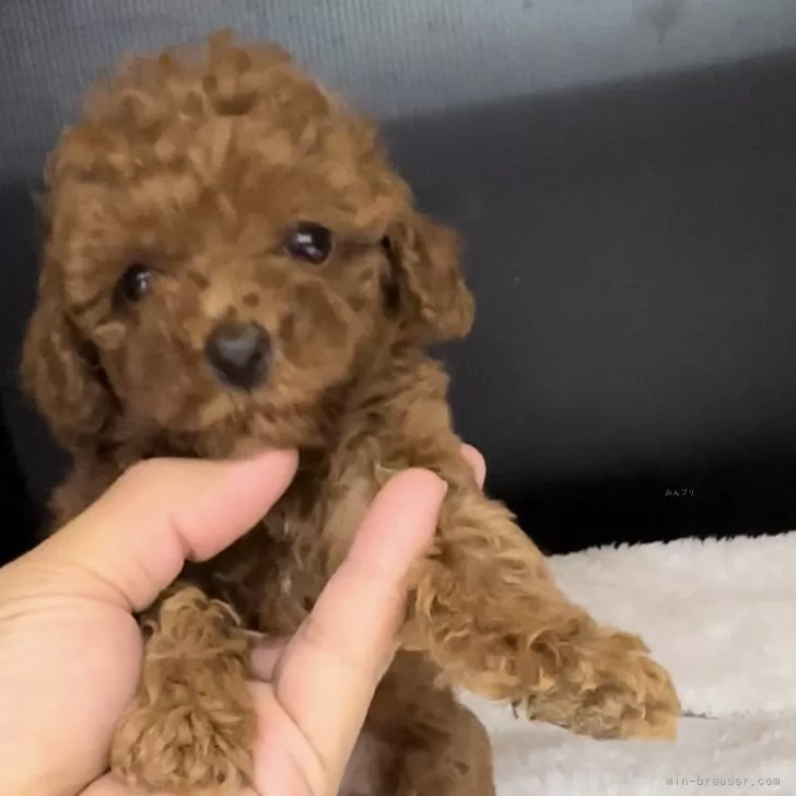 ID：2406-07435の子犬