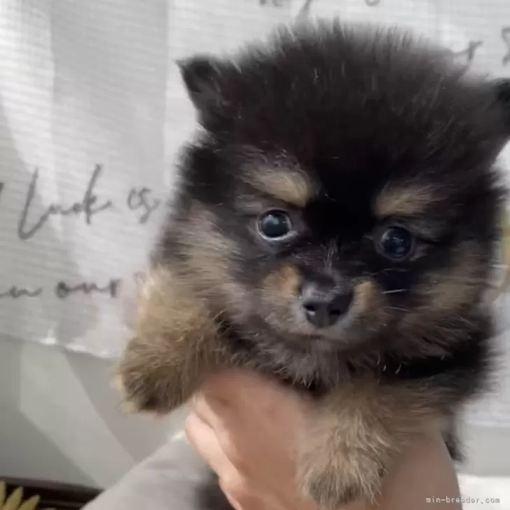 ID:2409-01491の子犬