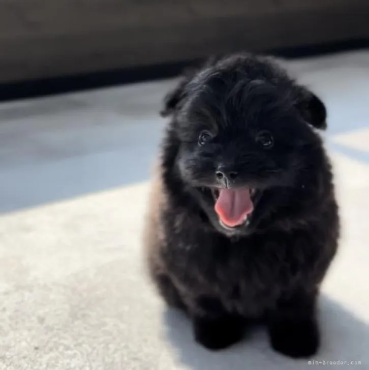 ID：2206-04245の子犬