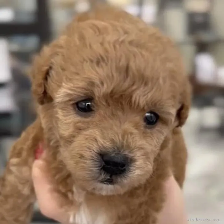 ID：2212-01822の子犬