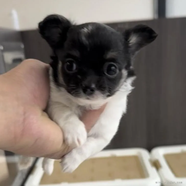 ID:2212-02221の子犬