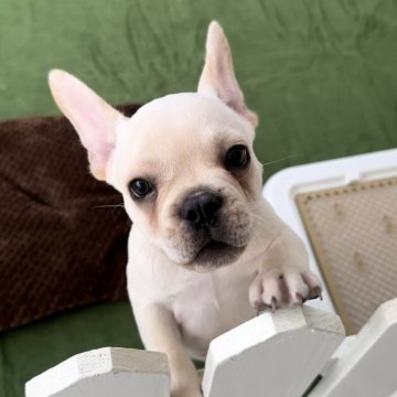 フレンチブルドッグ【福岡県・男の子・2024年2月15日・クリーム】の写真「とっても可愛いフレブルくんです^_^」