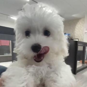 マルチーズ【福岡県・男の子・2022年6月15日・ホワイト】の写真「※動画も見てね^_^よろしくです^_^」