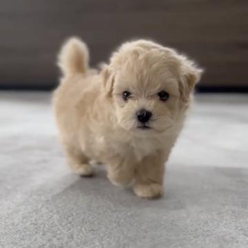 マルプー【福岡県・女の子・2022年8月24日・クリーム】の写真「かわいいマルプーちゃんです^_^」