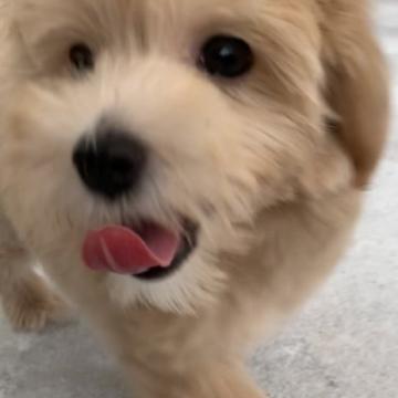 マルプー【福岡県・女の子・2022年5月9日・アプリ】の写真「この可愛さが画像では伝わりません^_^」