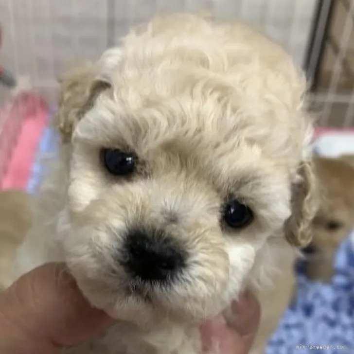 ID：2209-01205の子犬