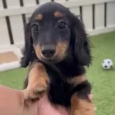 カニンヘンダックスフンド(ロング)【福岡県・男の子・2024年1月15日・ブラックタン】の写真2