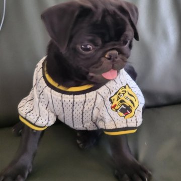 パグ【兵庫県・男の子・2024年5月26日・黒パグ】の写真「父　チャンピオン犬　体型抜群　お顔はキュート」