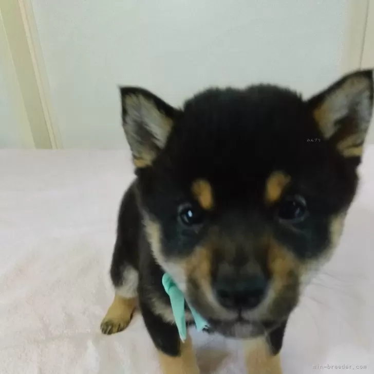 豆柴【和歌山県・男の子・2024年11月6日・黒】の写真1「体重1.8kgおっとりマイペースですがご飯をモリモリ食べて成長しています」