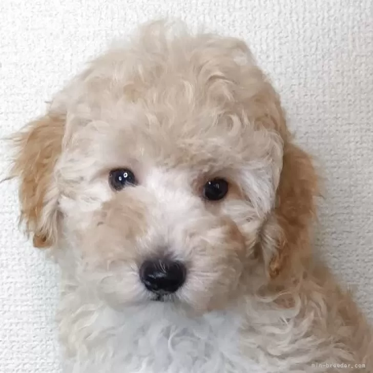 トイプードル(トイ)【和歌山県・男の子・2025年5月7日・クリーム】の写真1「体重、2.6kg元気に成長しています」