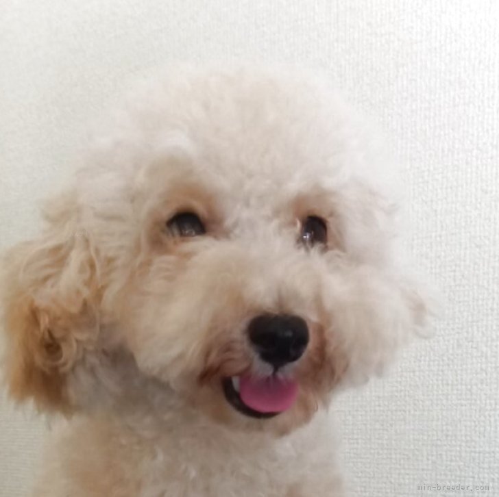 ブリーダー画像