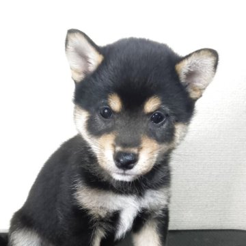 柴犬(豆柴)【和歌山県・女の子・2025年7月25日・黒】の写真「小ぶりで愛嬌たっぷり。」