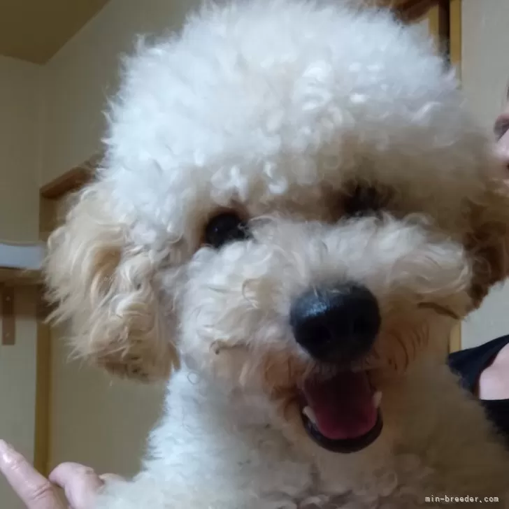 ID:2402-03613の子犬