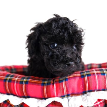 トイプードル(タイニー)【福岡県・男の子・2025年9月17日・ブラック】の写真「とてもフレンドリ－で可愛いです。」