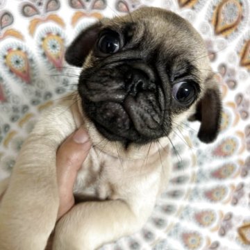 パグ【茨城県・男の子・2025年9月1日・フォーン】の写真「人が好きな小ぶりの子です♡」