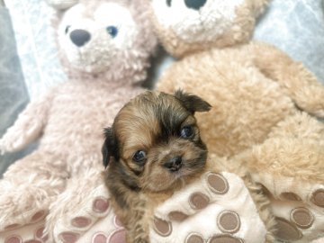 ペキチワ(チワワ×ペキニーズ)【茨城県・女の子・2025年10月15日・レッドマール】の写真「おいで♡と呼ぶと来るようになりました♥️動画にて」