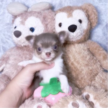 チワワ(ロング)【茨城県・男の子・2025年7月23日・イザベラタンホワイト】の写真「レアカラーの男の子🐶❤️」