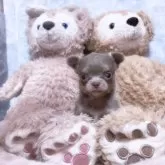 チワワ(ロング)