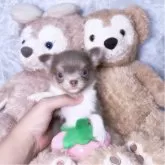 チワワ(ロング)