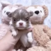 チワワ(ロング)