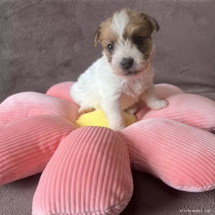 ID：2404-02258の子犬
