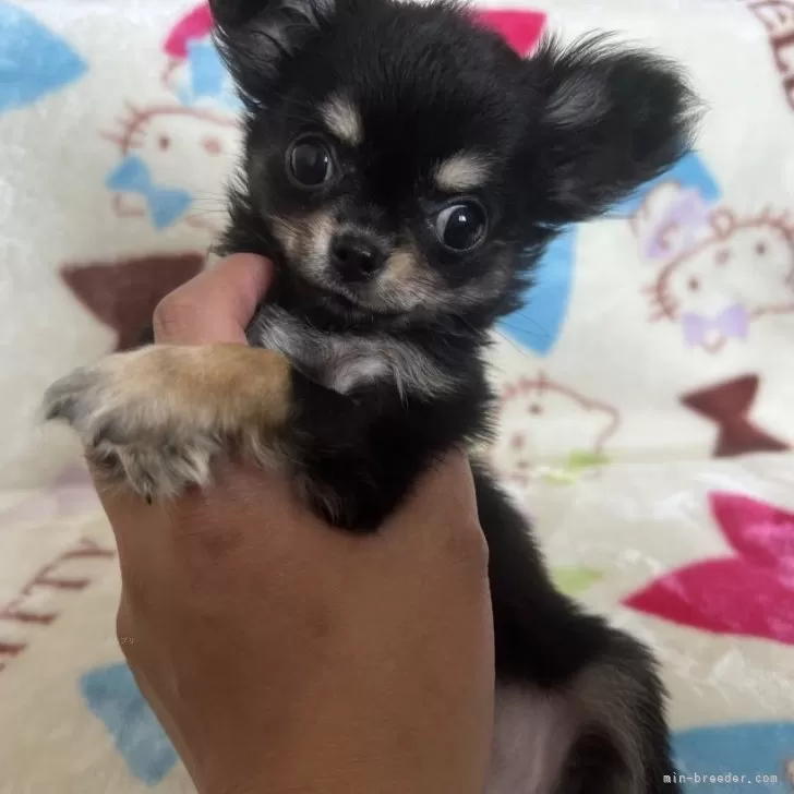 ID：2404-02252の子犬