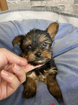 ヨークシャーテリア【茨城県・男の子・2020年8月23日・スティールブルー&タン】の写真「とても甘えん坊な男の子です♡」