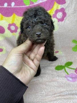 トイプードル(トイ)【茨城県・男の子・2020年10月9日・ブラウン】の写真「おしゃれなカラーが魅力です♡母遺伝子クリア✨」